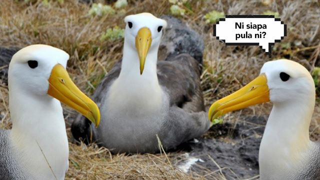 Perubahan Iklim Punca Burung Albatros Berlaku Curang Pada Pasangannya