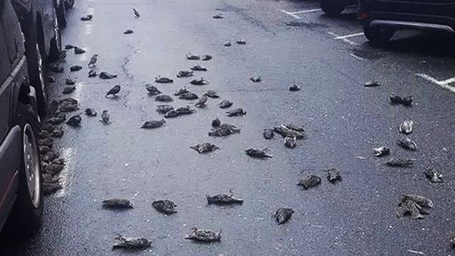 Tiba-Tiba Ratusan Burung Jatung Dari Langit Di Sepanyol, Timbulkan Tanda Tanya