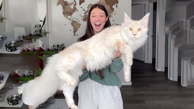 Anak Kucing Kini Sebesar Budak Lima Tahun, Saiz Kucing Milik Wanita Ini Kejutkan Ramai