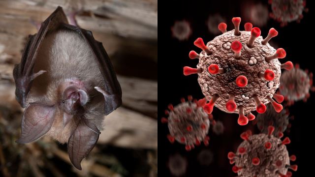 Virus Mirip COVID-19 Dikesan Pada Kelawar Dekat China Undang Kebimbangan