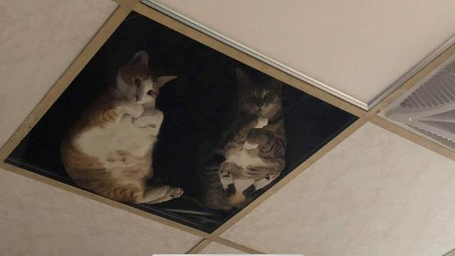 Shop Owner Installs Glass Ceiling For His Cats So They Can Stare At Him All Day Long