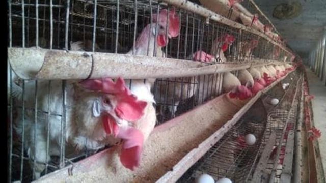 Poultry Farm Owner Claims Loud DJ Music Killed 63 Of His Chickens!