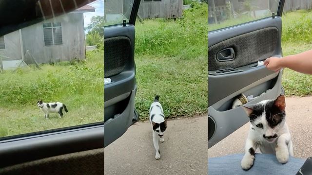 “You’re His Driver!” Couple Picks Up Cat From Neighbour’s House With Their Car, Netizens Amused!