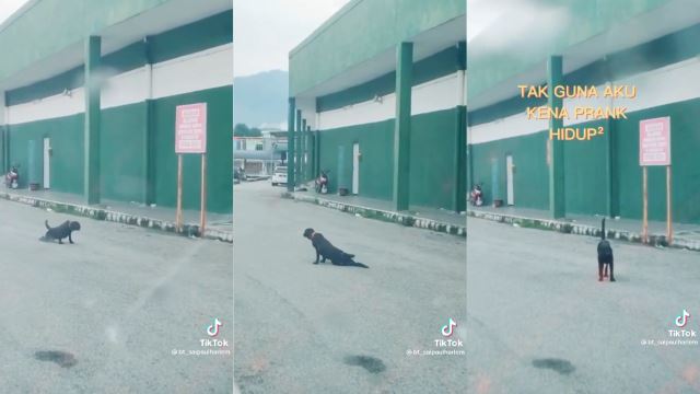 Doggo In Perak Caught “Pranking” Road Users With Fake Limp For Attention!