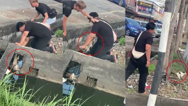 Two Men In Perak Caught On Camera Saving Drowning Cat Stuck In A Drain