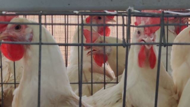 Poultry Farmer Loses 45,000 Chicks To Pahang Floods
