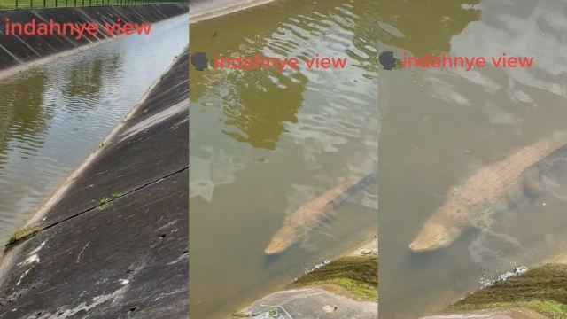 Individual Captures Video Of Crocodile Floating Still As A Long In Singapore Canal, Netizens Amused
