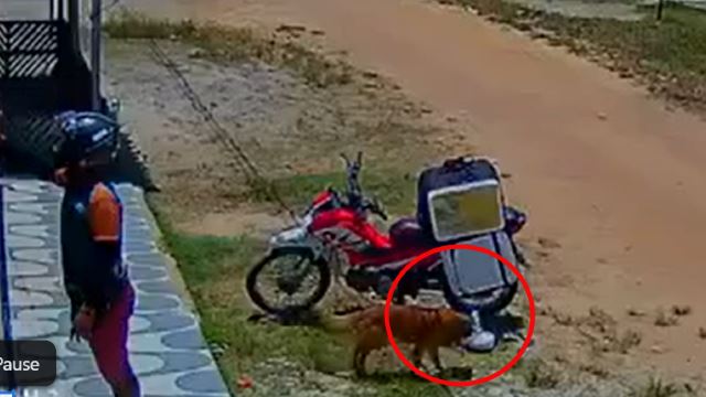 Sneaky Doggo Steals Food While Delivery Rider Was Distracted, Netizens Amused!