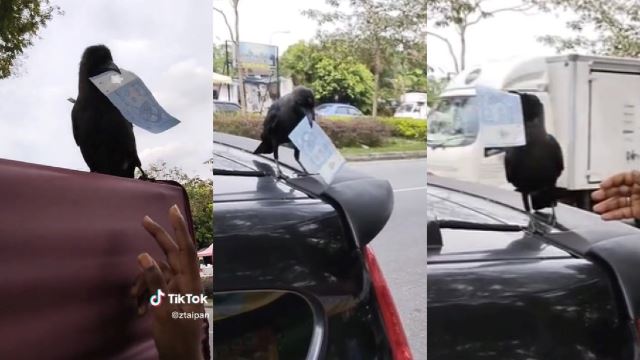 Naughty Crow “Teases” Stall Owner After Stealing RM1 Note From Him, M’sians Amused!