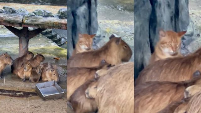 “It’s Oyen!” Photo Of Orange Cat In Capybara Enclosure Goes Viral, Again!