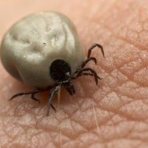 ngeri bila kepala ular ini di makan berpuluh ekor sengkenit