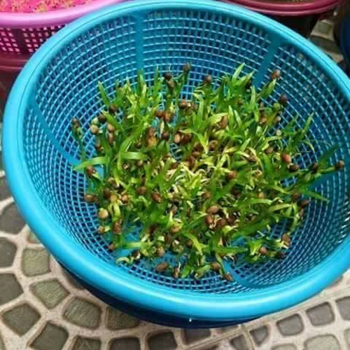 tanam pokok kangkung dalam rumah dengan mudah