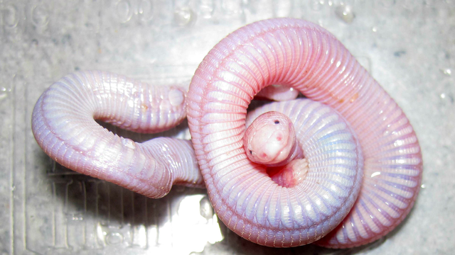 haiwan pelik seakan-akan cacing berkaki dua di temui 