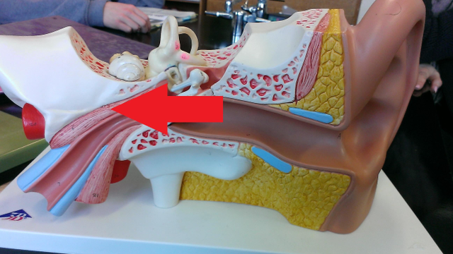 kenapa ada bunyi bergema bila kita tutup mata rapat-rapat?