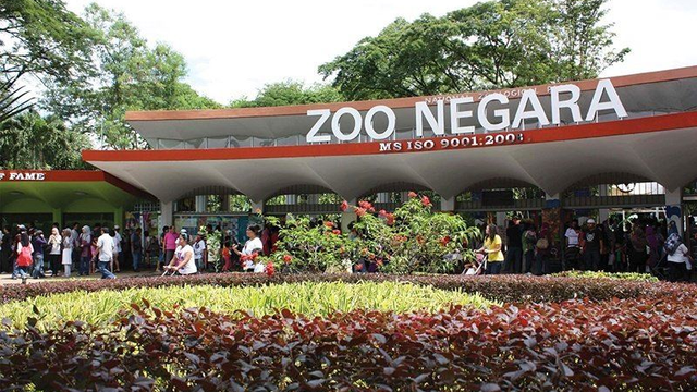 If Your Birthday Is In February, You Can Enter Zoo Negara 