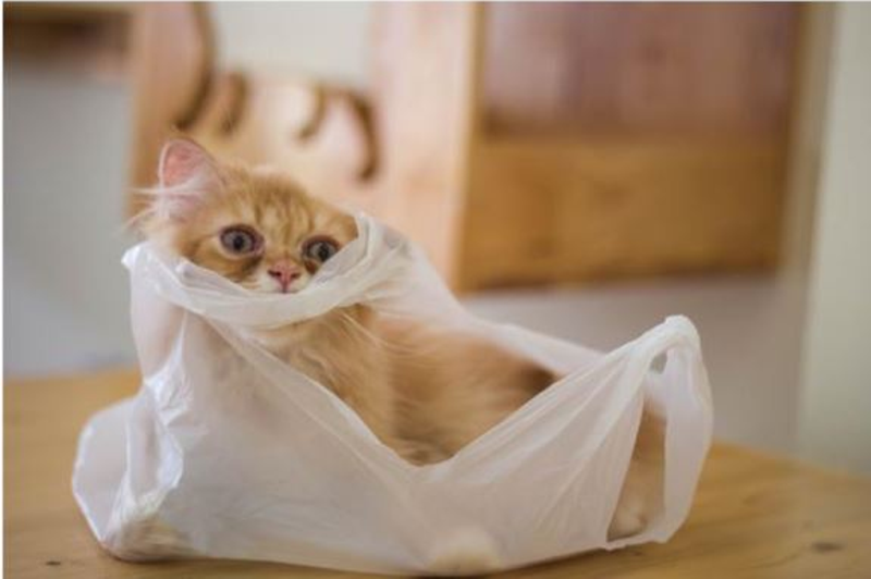 did someone say edible plastic bags?