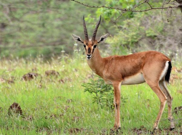 salman khan dipenjara 5 tahun memburu secara haram haiwan terancam, antelope