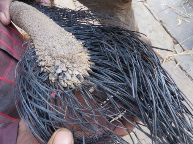 6 benda kita pernah dengar tapi tak pernah lihat