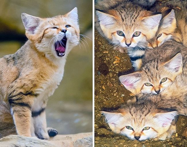 6 baka kucing paling 