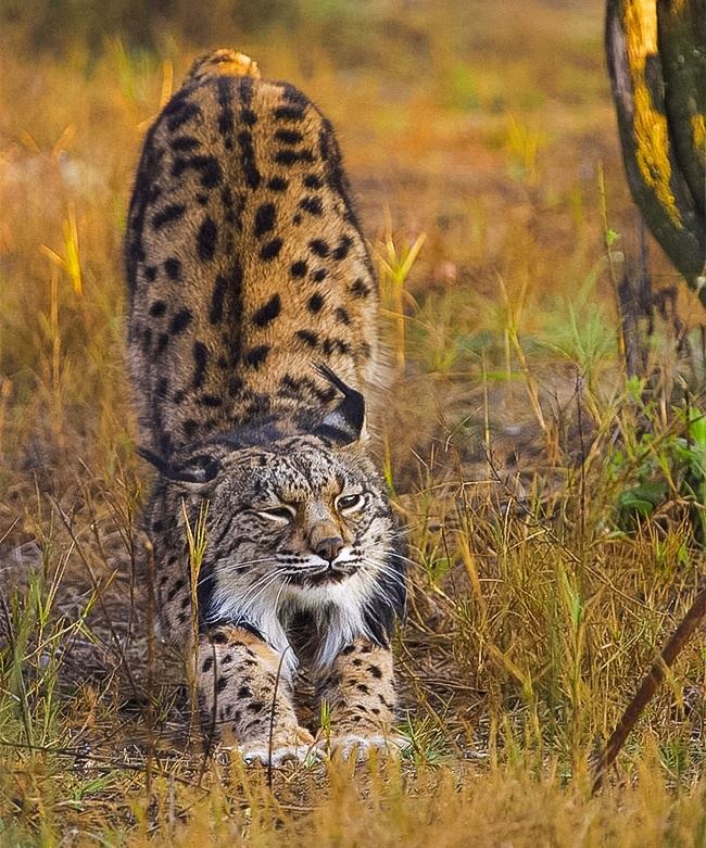 6 baka kucing paling 