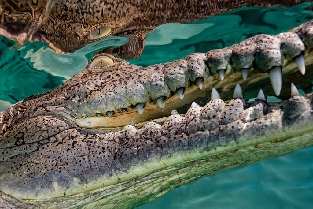 penyelam dapat peluang ambil gambar buaya senyum dari jarak dekat