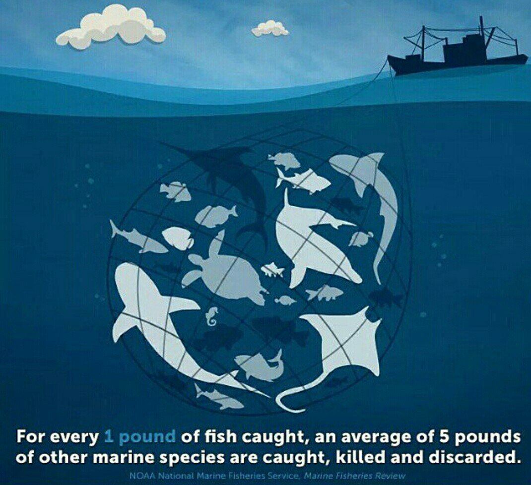 menurut kajian, tahun 2048 tiada lagi spesis ikan dalam laut