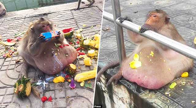 gambar monyet obesiti viral, kini ia terpaksa jalani diet ketat