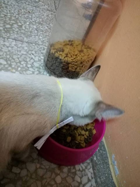 pemalu sungguh sampai bagi surat nak berkenalan guna kucing