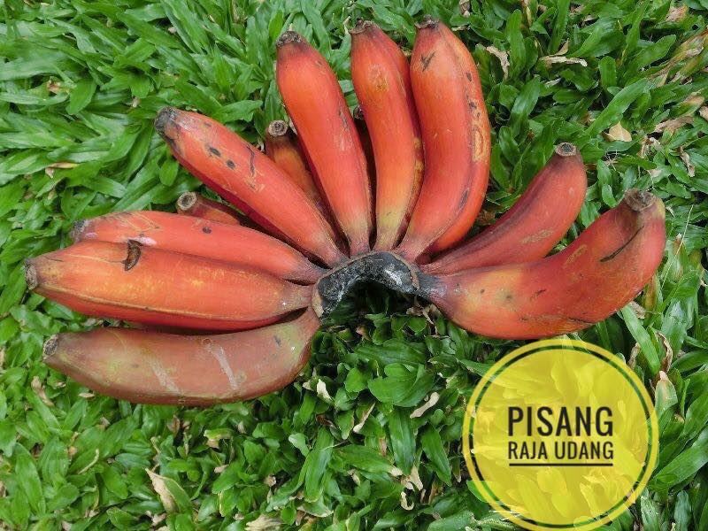 mari belajar jenis-jenis pisang