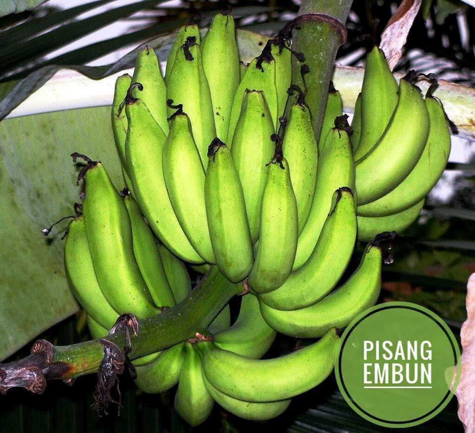 mari belajar jenis-jenis pisang