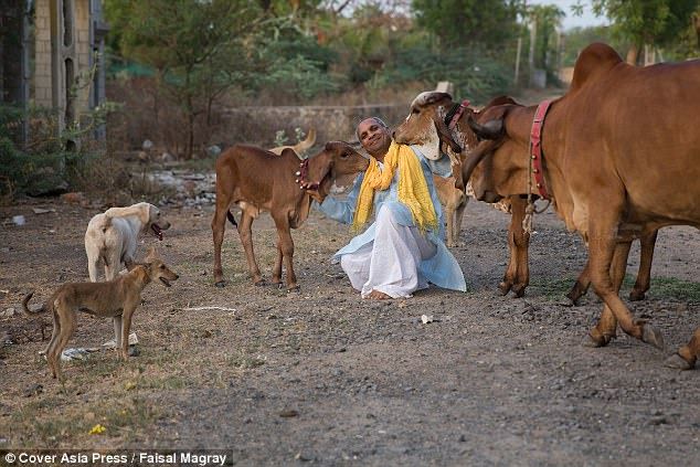 lelaki ni sanggup tinggalkan keluarga nak hidup dengan lembu 