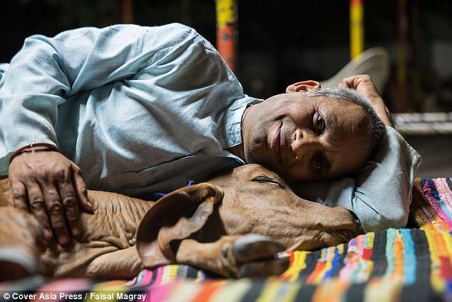 lelaki ni sanggup tinggalkan keluarga nak hidup dengan lembu 