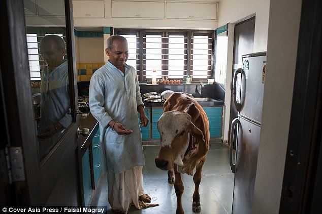 lelaki ni sanggup tinggalkan keluarga nak hidup dengan lembu 