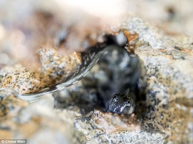 inilah ikan yang takut dengan laut, tinggal dalam gua 3 kaki dari parat laut