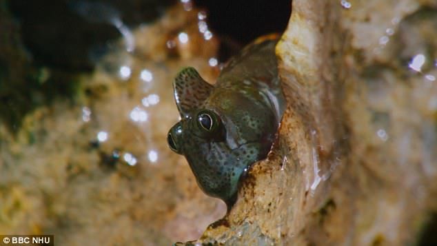 inilah ikan yang takut dengan laut, tinggal dalam gua 3 kaki dari parat laut