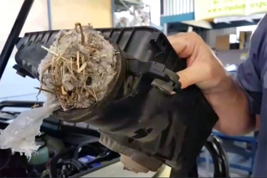 enjin selalu keluar asap, rupanya ada tikus gergasi buat sarang  