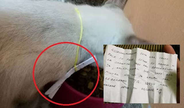 pemalu sungguh sampai bagi surat nak berkenalan guna kucing