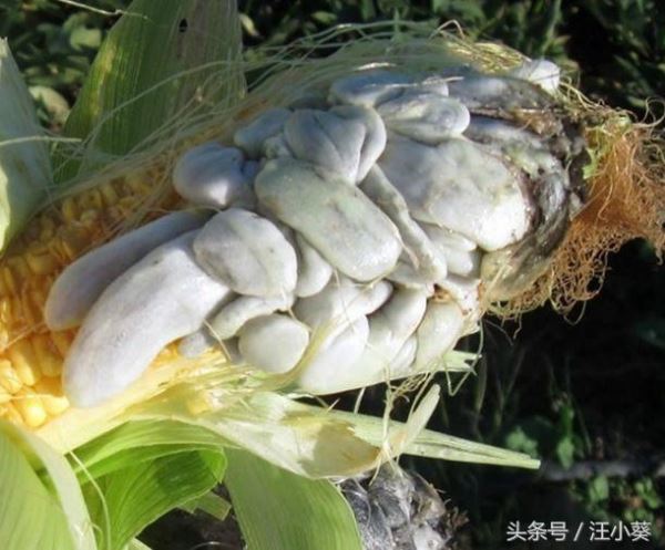 berebut-rebut orang cari jagung bersalut ‘tumor’ putih ini