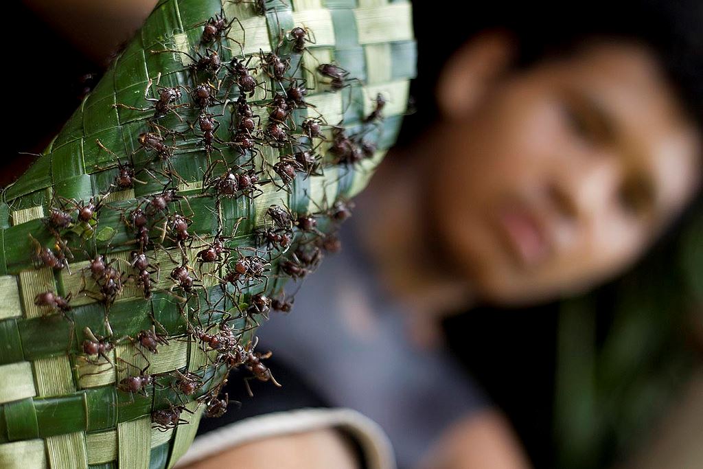 pakai sarung khas berisi semut tanda dah masuk dewasa