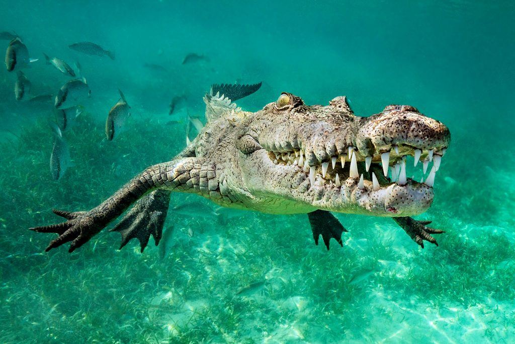 penyelam dapat peluang ambil gambar buaya senyum dari jarak dekat