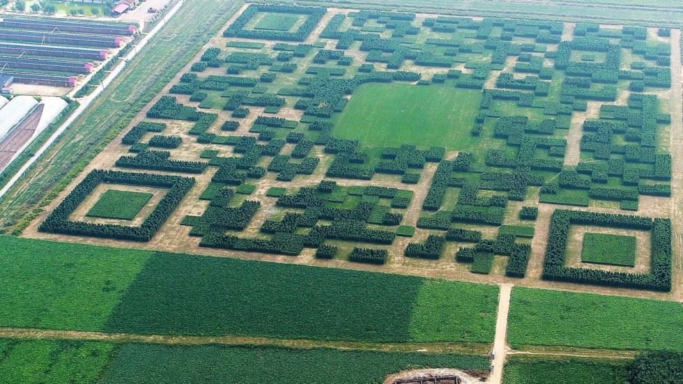 pokok di tanam bentuk kod qr yang hanya boleh di imbas dari udara untuk join group wechat