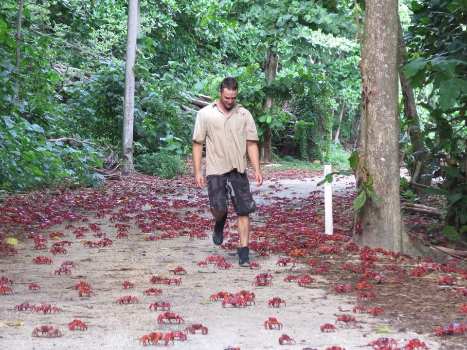 bina jambatan khas untuk berjuta-juta ekor ketam melintas jalan