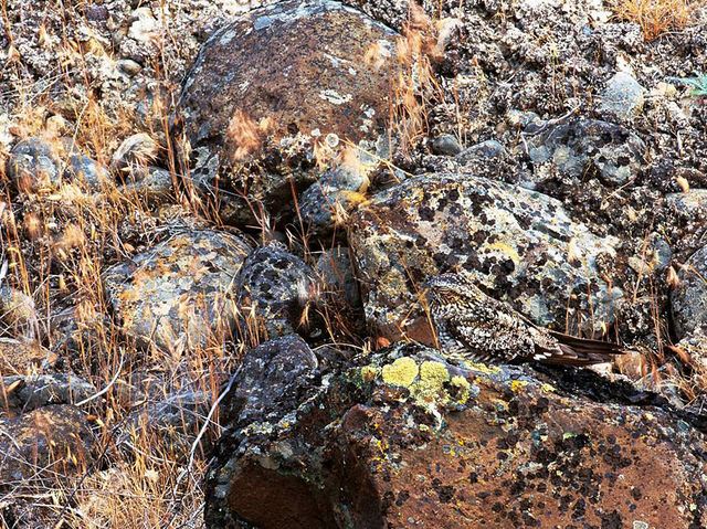 ramai tak percaya apa yang ada dalam gambar ni