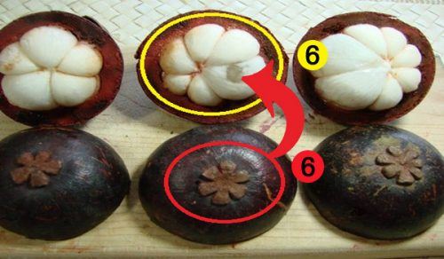 ini ke maksud bunga kat bawah manggis tu ? baru tahu!