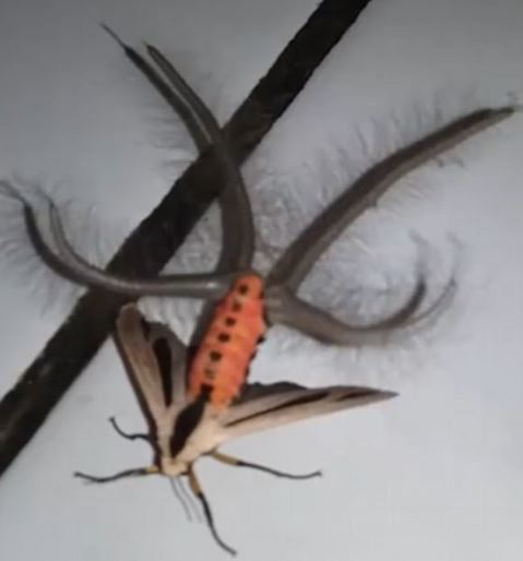 ingat kupu-kupu ini ada 4 ekor ulat bulu di badan, rupanya itu kaki dia!