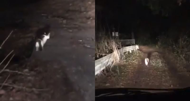 kucing bawa dua lelaki sesat ni keluar dari hutan