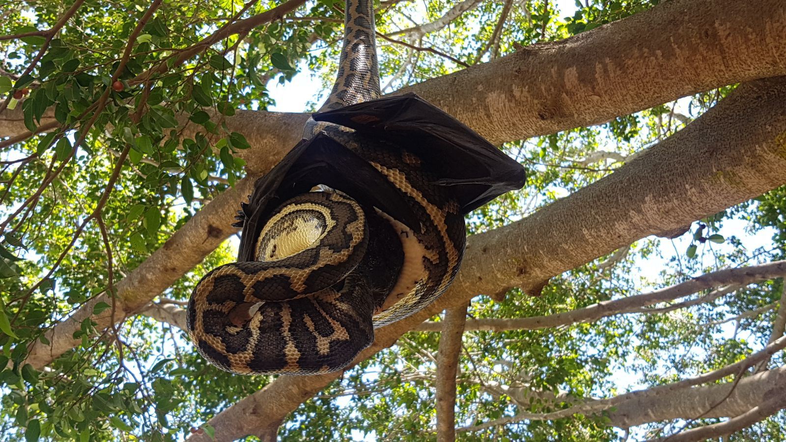 ular sawa bergelut telan kelawar gergasi yang lagi besar dari mulutnya