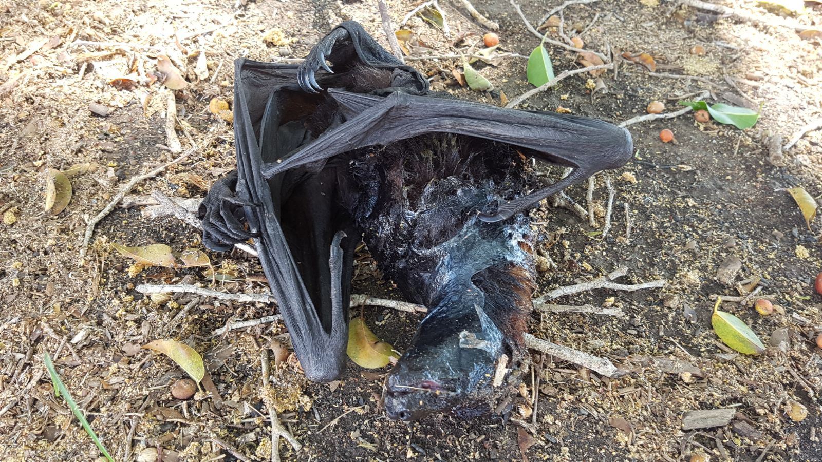 ular sawa bergelut telan kelawar gergasi yang lagi besar dari mulutnya