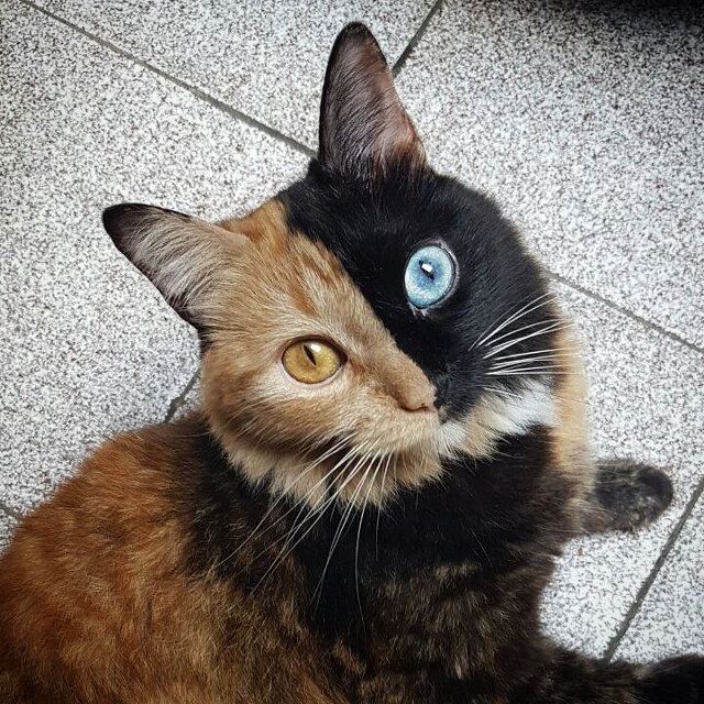 kucing separuh muka oren, separuh lagi hitam dengan anak mata berbeza