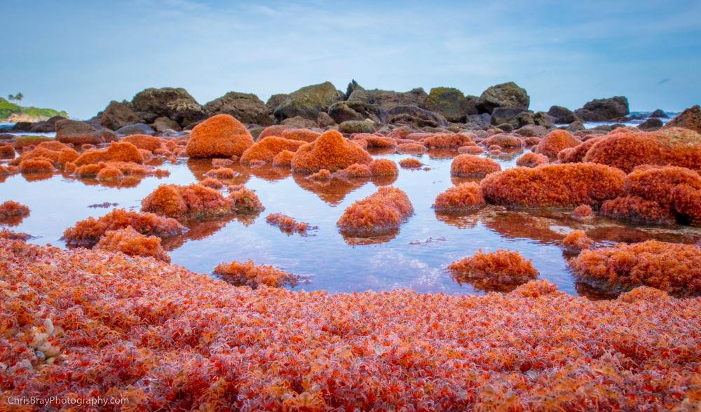 bina jambatan khas untuk berjuta-juta ekor ketam melintas jalan